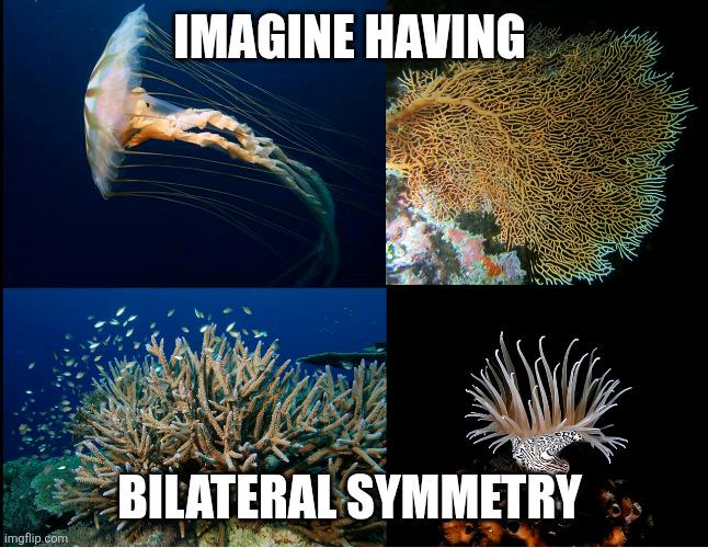 This Post Was Brought To You By The Cnidarian Gang