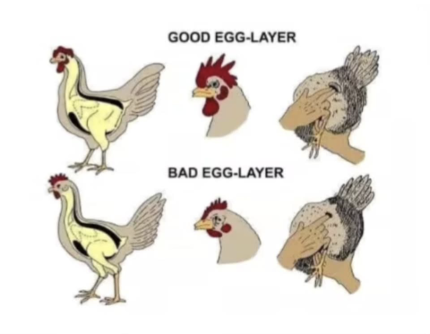 Good Egg-Layer, Bad Life Choices