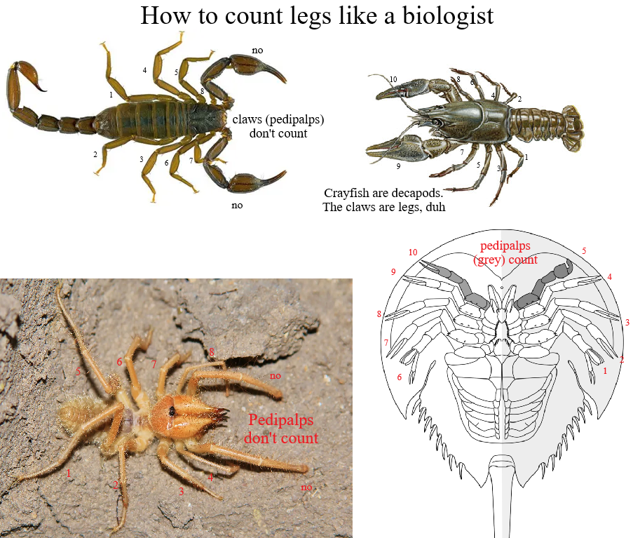 The Great Arthropod Appendage Debate