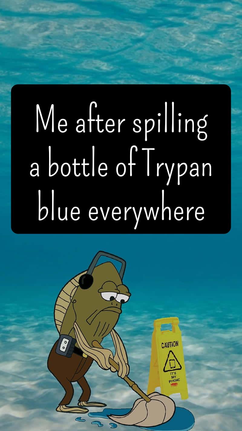 I'm Blue Da Ba Dee Da Ba Dye