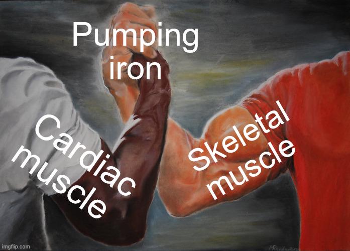 The Three Muscle-teers