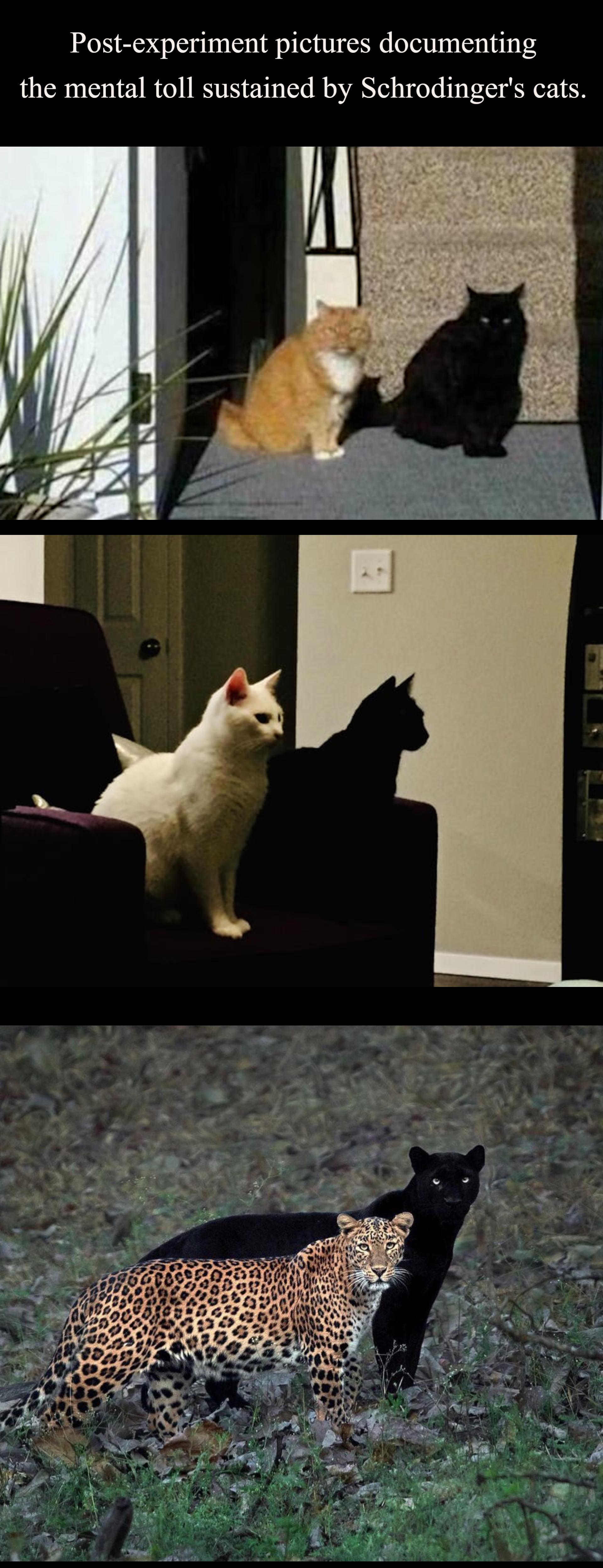 Do Not Try This At Home: Schrödinger's Cats Need Therapy