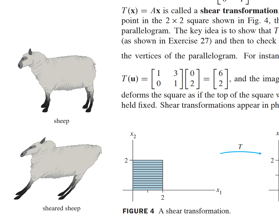 Sheared Sheep