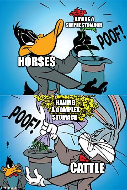 Herbivorous Mammal Anatomy