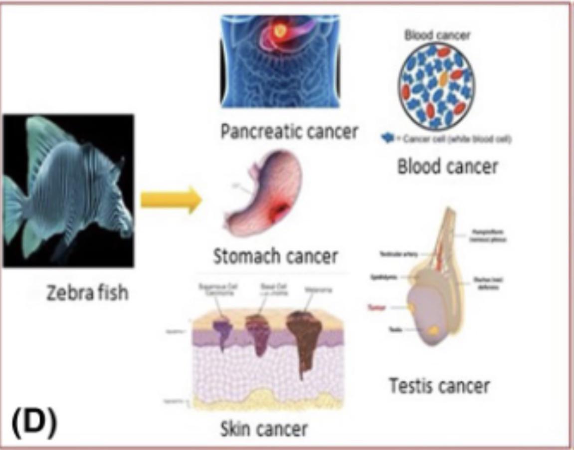 The Tiny Striped Superheroes Of Cancer Research