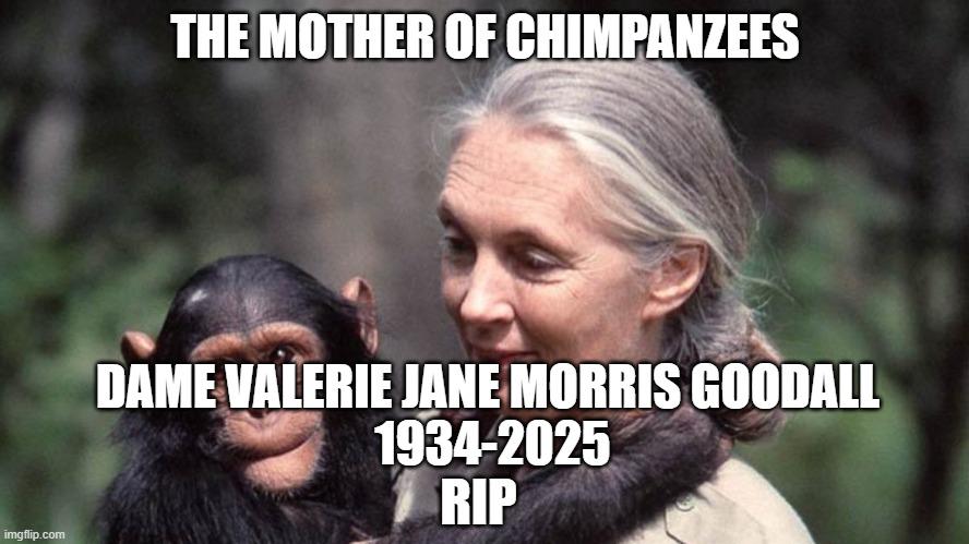 The Mother Of Chimpanzees