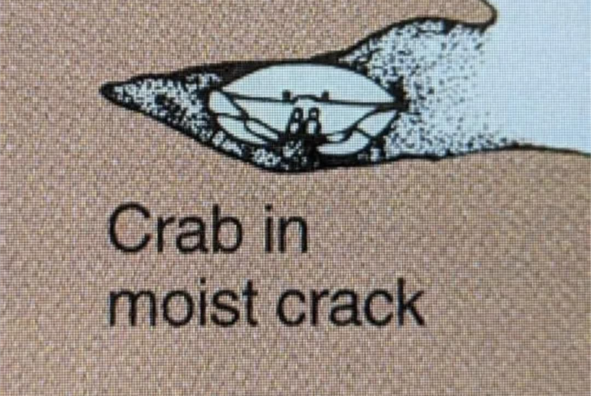 Crab In Moist Crack