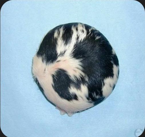 The Spherical Cow Approximation
