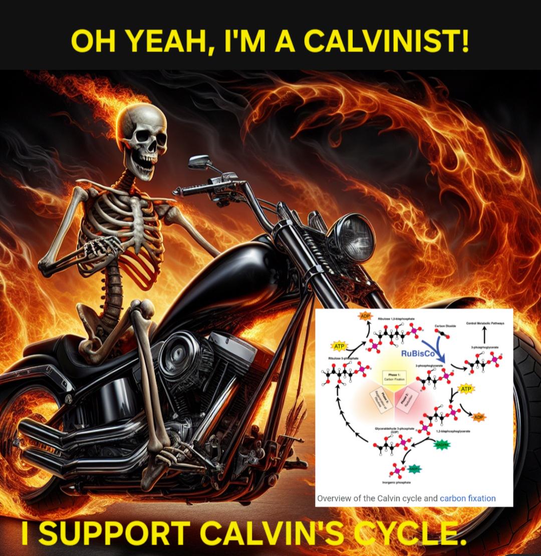 Chloroplasts On Wheels: Supporting Calvin's Cycle