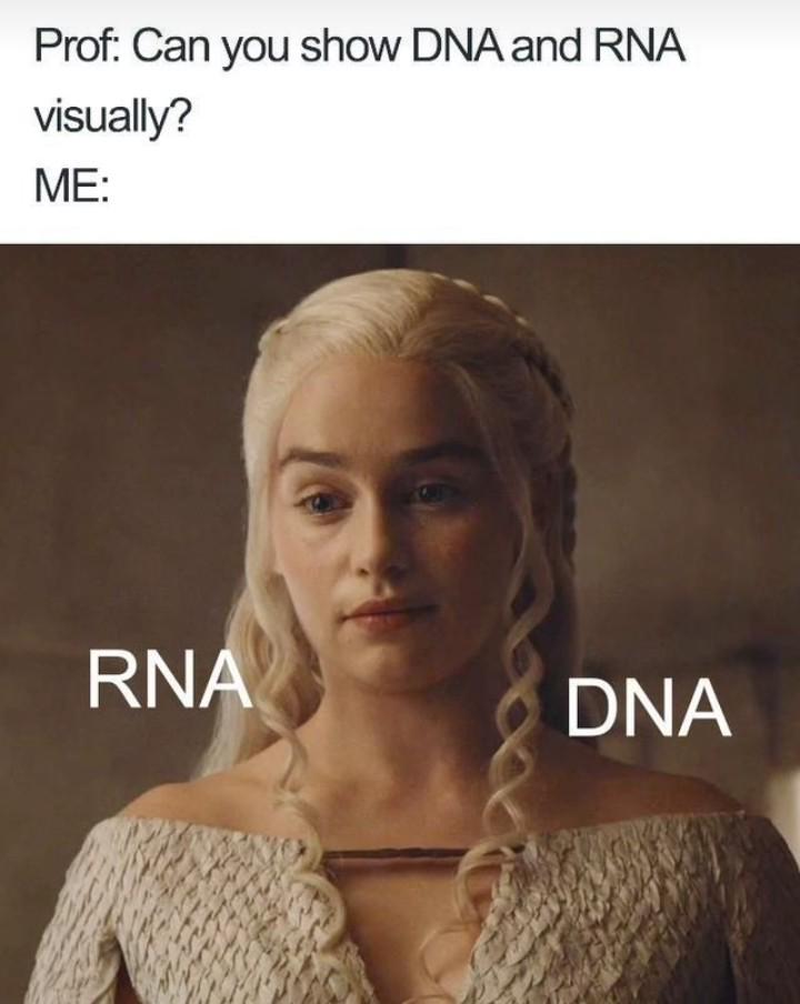 DNA And RNA: The Visual Approach