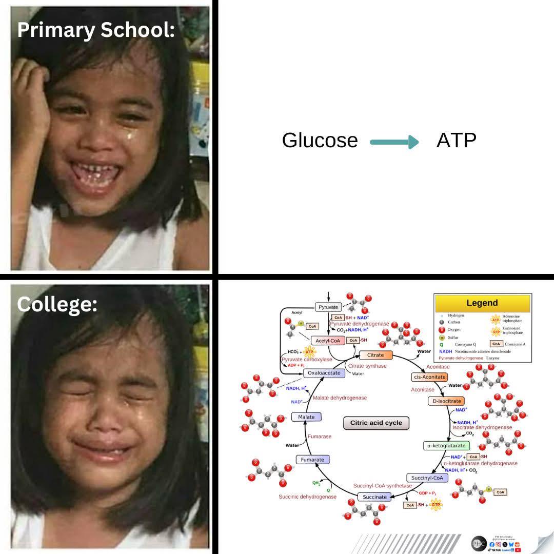 The Mitochondria Is The Powerhouse Of The Cell Was The Biggest Lie Of My Childhood