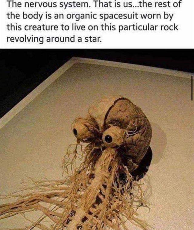 The Nervous System: Your Cosmic Pilot Program