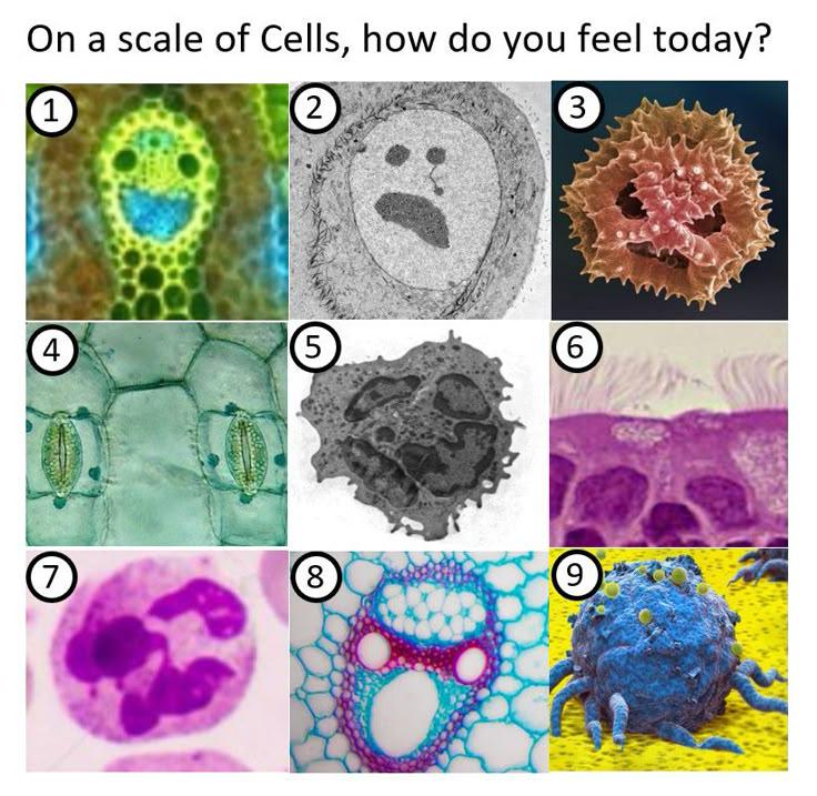 On A Scale Of Cells, How Do You Feel Today?