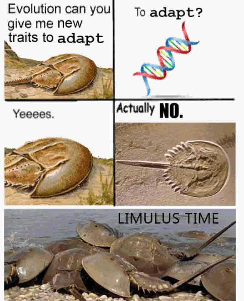 Evolution's Perfect Design Rejection Letter