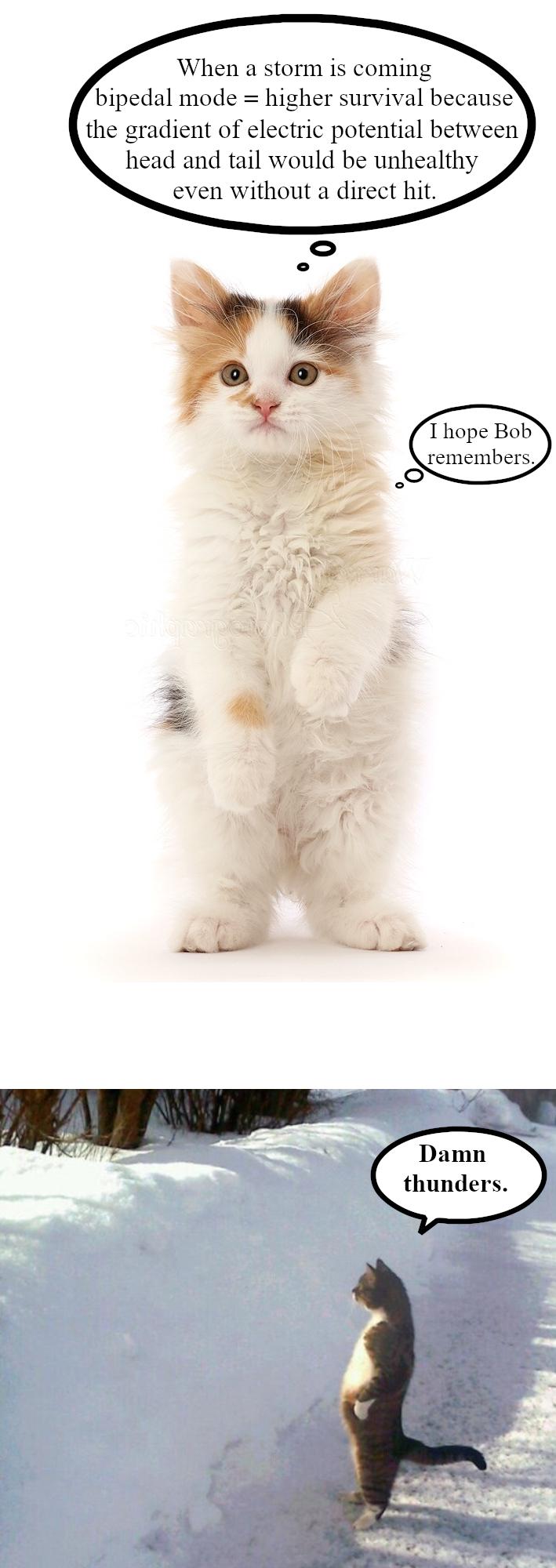 Feline Lightning Protection Protocol