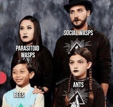 The Dysfunctional Hymenoptera Family Portrait