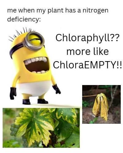 Chlorophyll? More Like ChloraEMPTY!