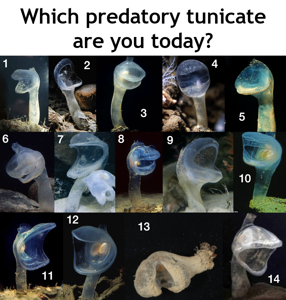 Which Predatory Tunicate Are You Today?