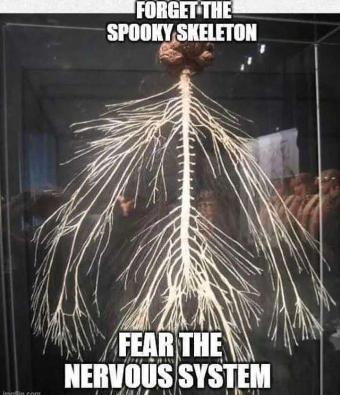 Fear The Nervous System