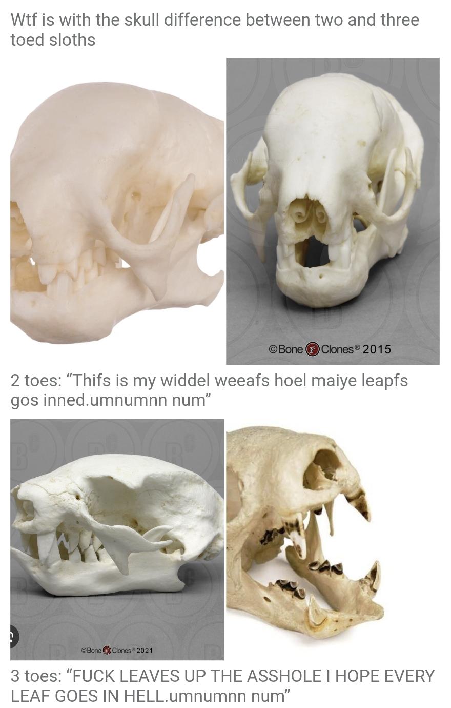 Sloth Skulls: Evolution's Mood Swing