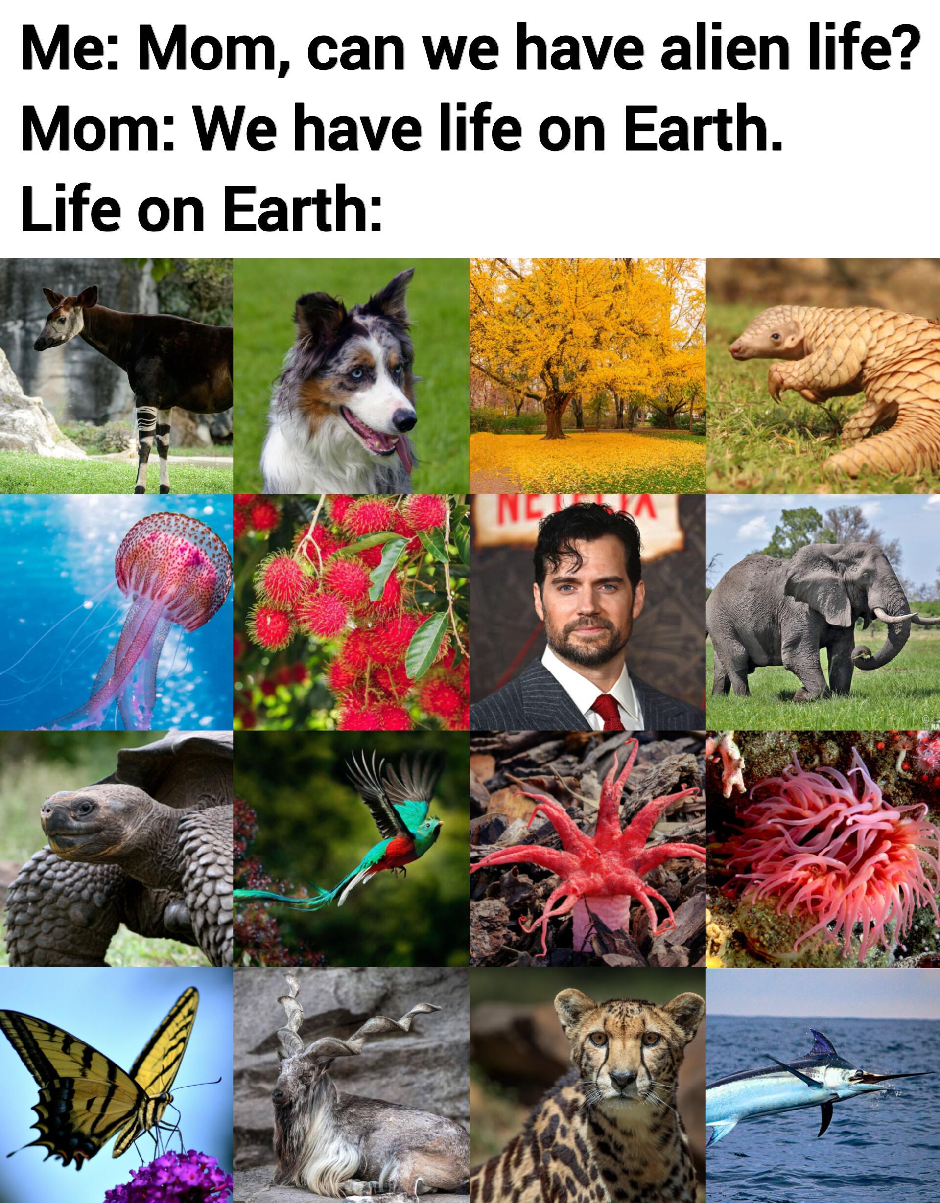 Who Needs Aliens When Earth Is Already This Weird