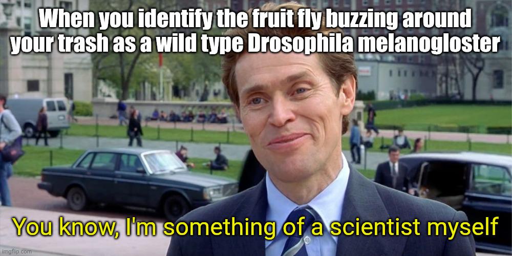 Trash Fly Taxonomy: The Gateway To Scientific Greatness