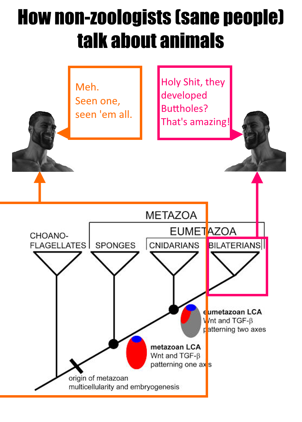 The Butthole Revolution: Evolution's Greatest Breakthrough