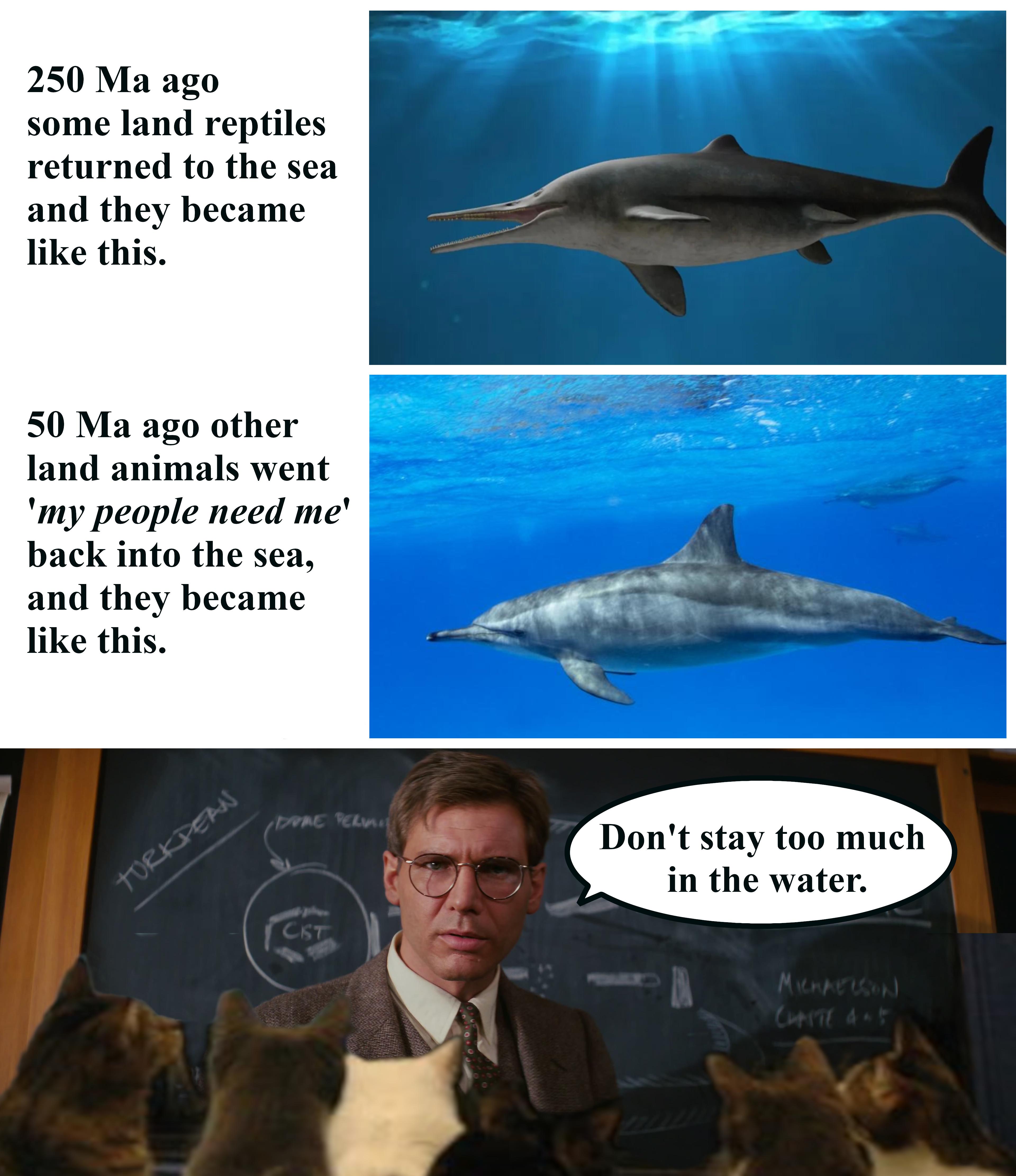 Evolutionary Swimming Lessons: The Great Return To Sea