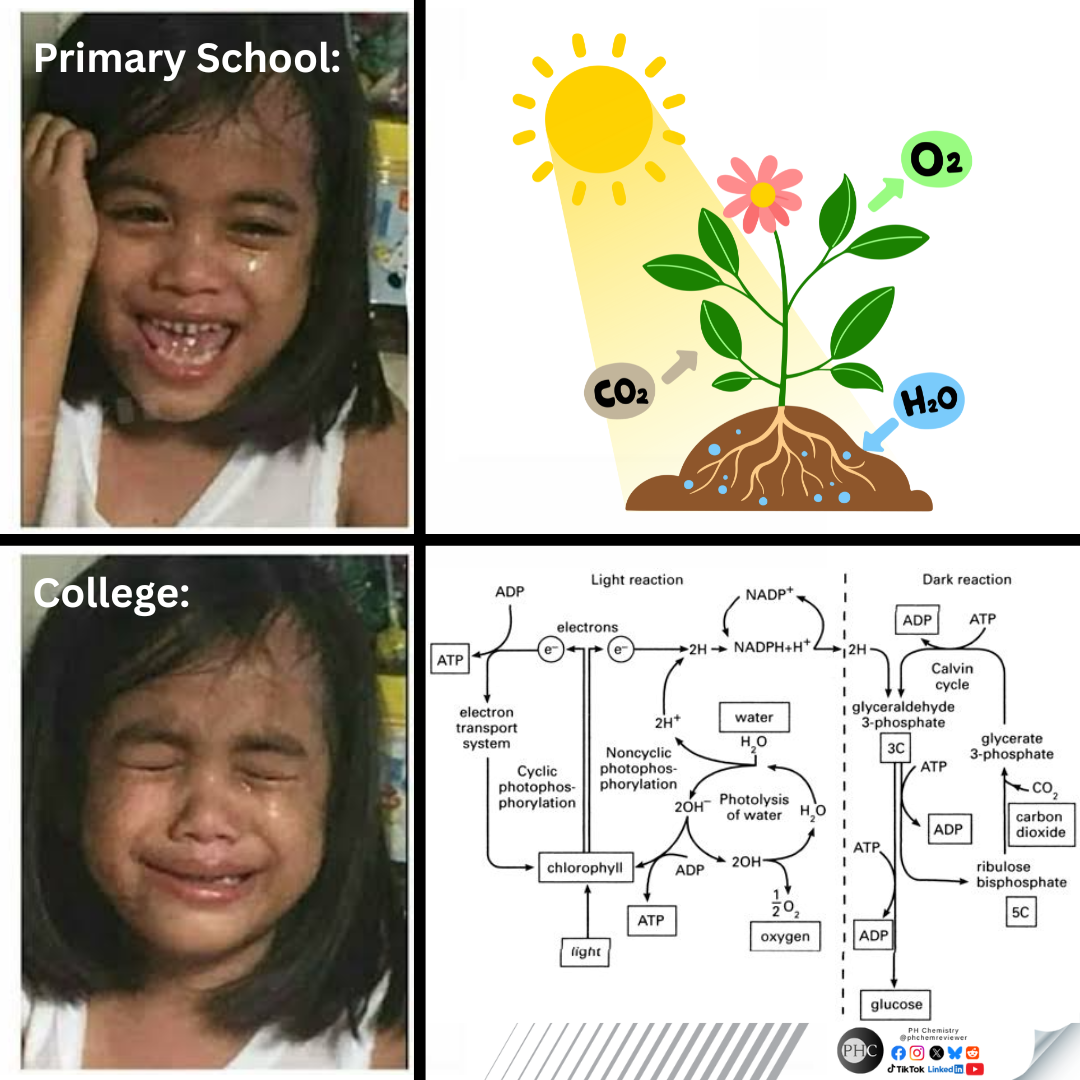 The Photosynthesis Progression: From Sunshine To Sobbing