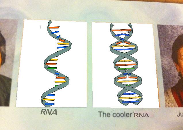 RNA vs. The Cooler RNA