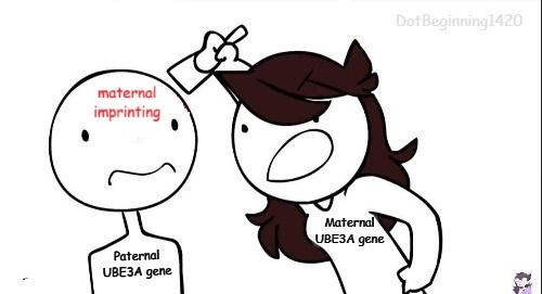 Maternal Imprinting: When One Gene Parent Does All The Work