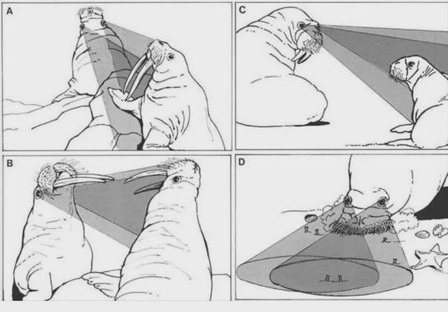 Images Showing How Much Each Walrus Eye Can See