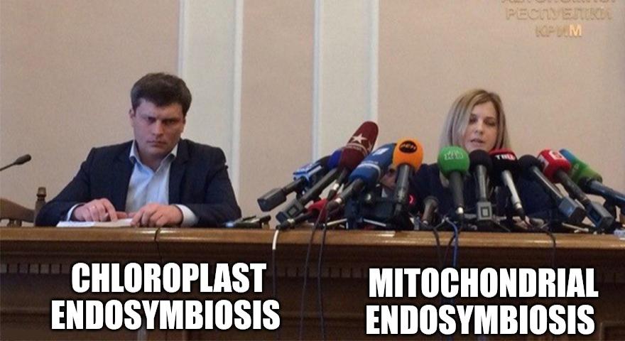 Nom Nom New Organelle