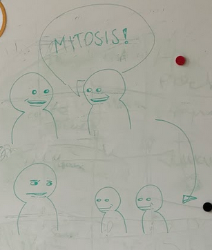 Mitosis: Nature's Way Of Spreading Disappointment