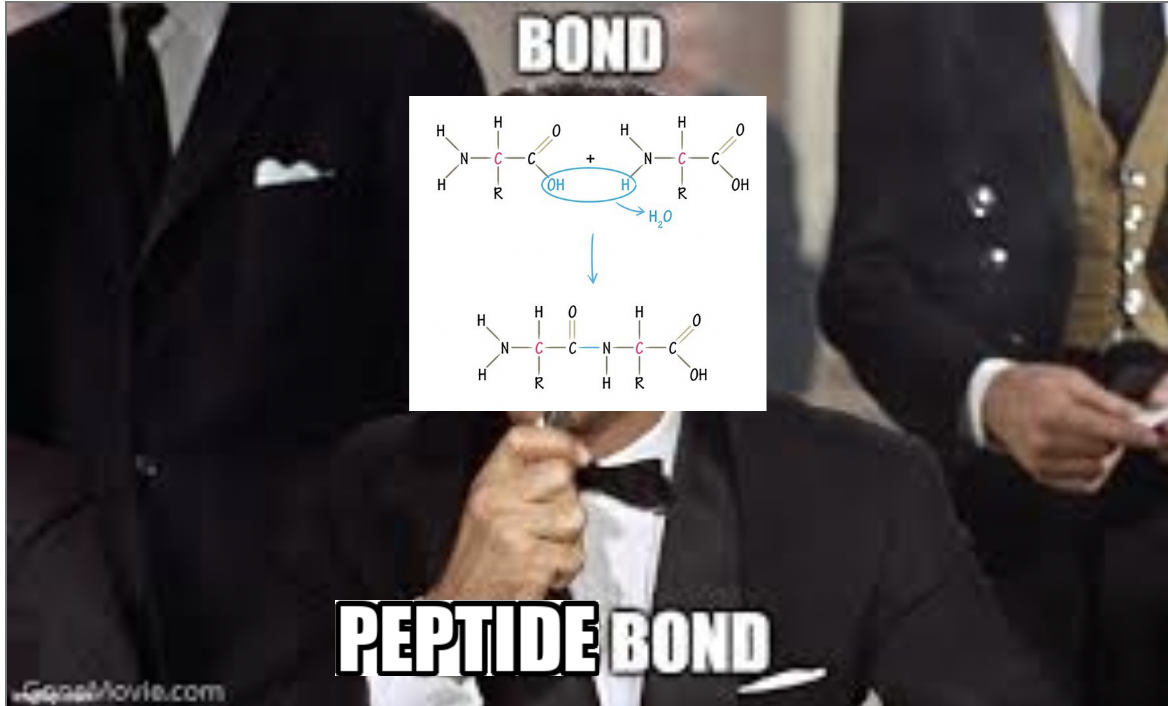 The Name's Bond, Peptide Bond