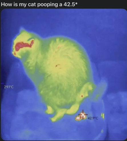 How Is The Faeces Hotter Than The Cat?
