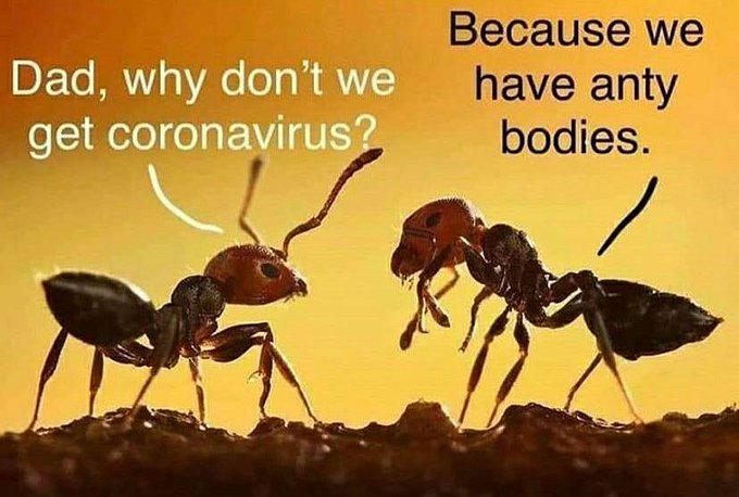 No Lockdown For Ants, It Really Do Be Like That