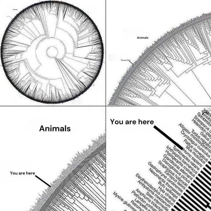 Just Some Species Branches