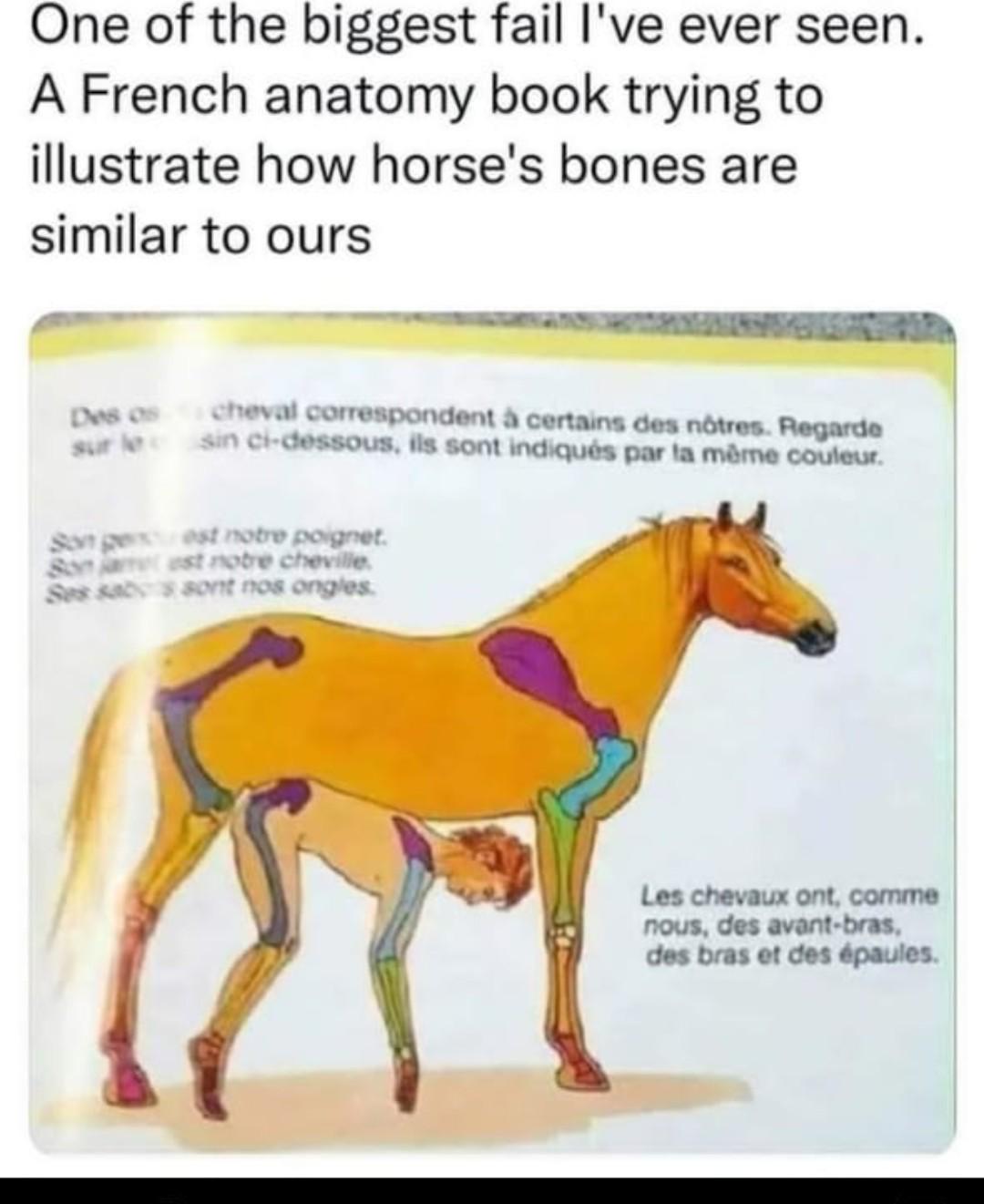 The Incredible Shrinking Anatomist