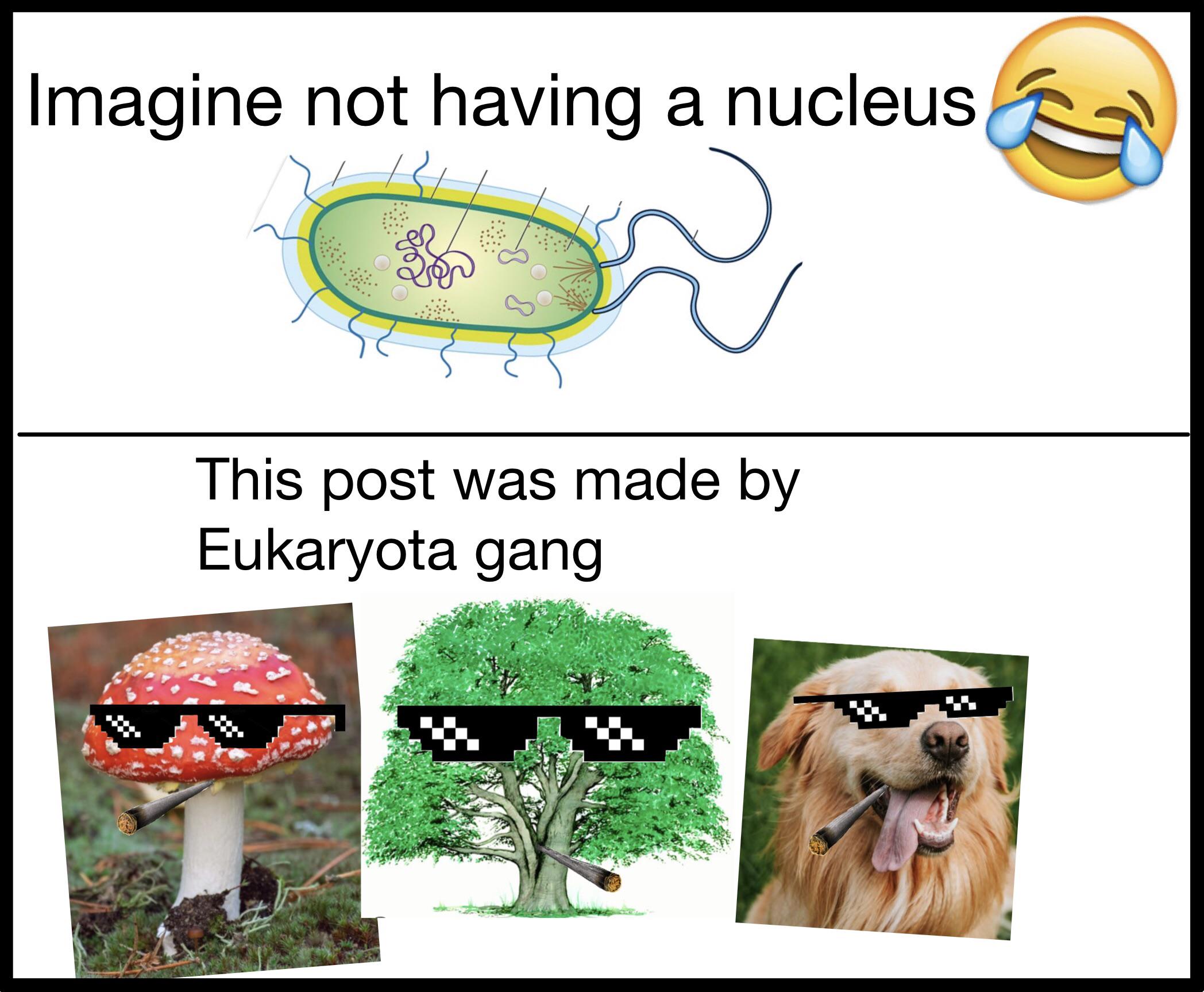 I Am Thankful For My Gut Bacteria Though, No Offence Guys