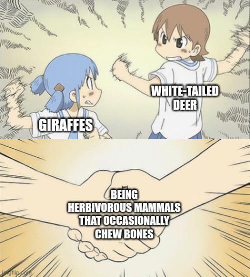 When Vegetarians Have Calcium Cravings