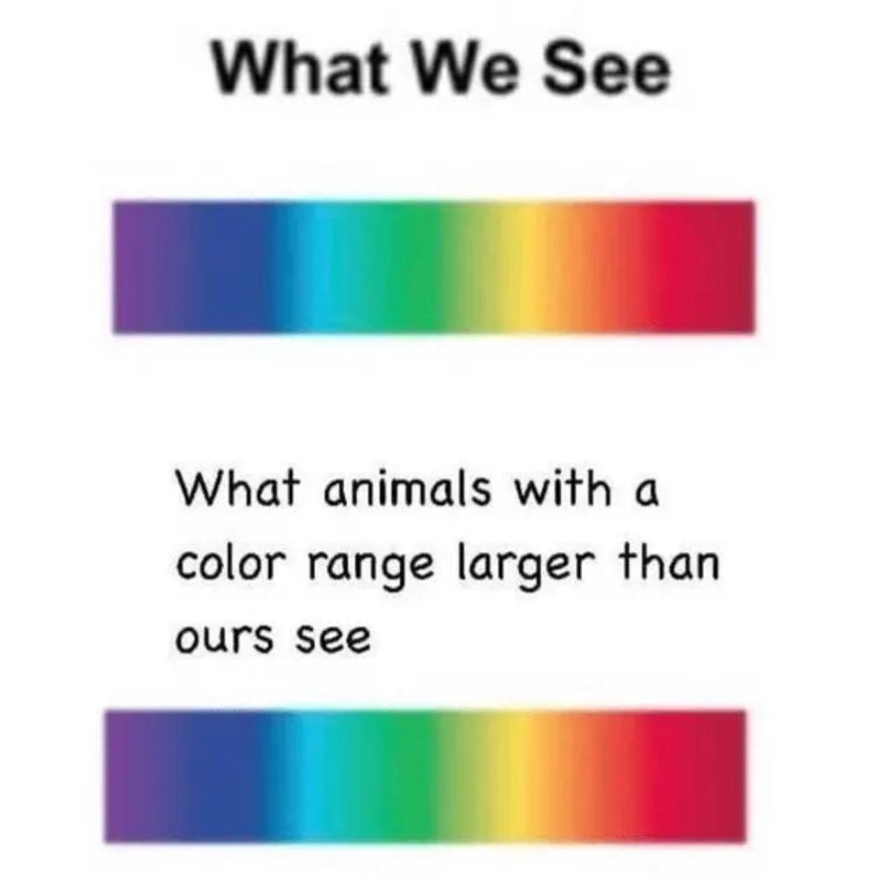 What Animals With A Larger Color Range See