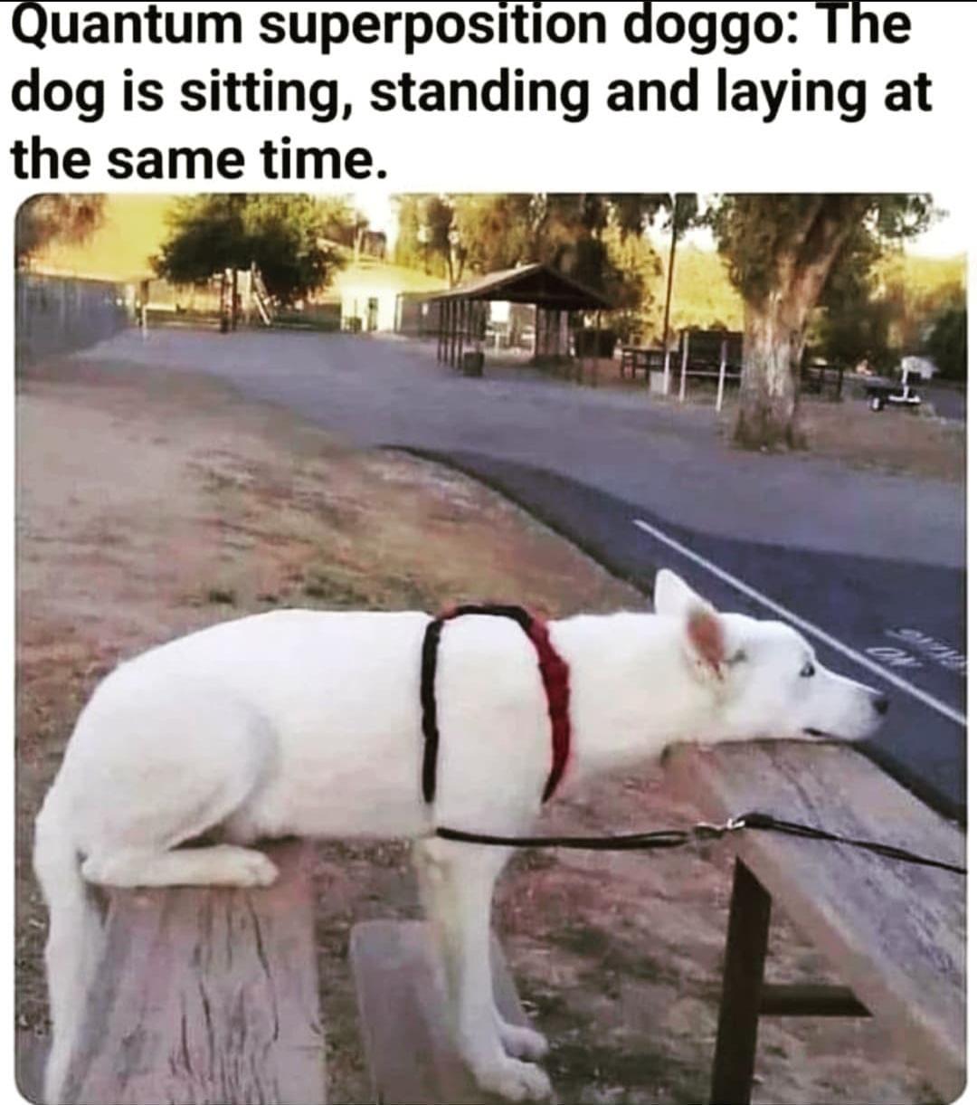 The Example We Would Have Got If Schrödinger Was A Dog Person