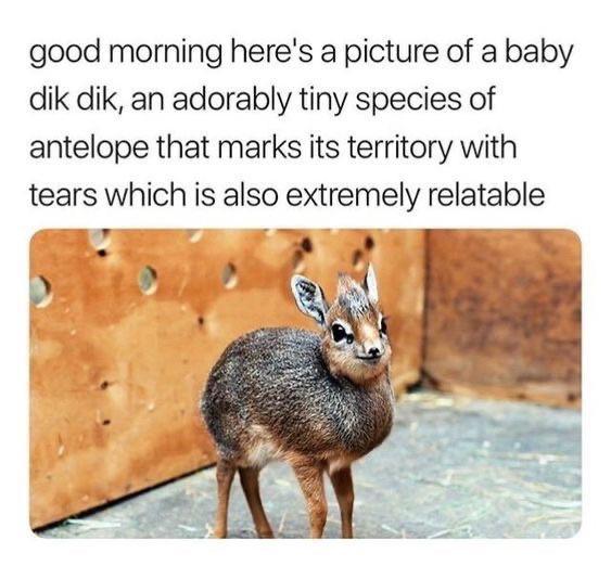 Marking Territory: Animal Kingdom vs. Academia