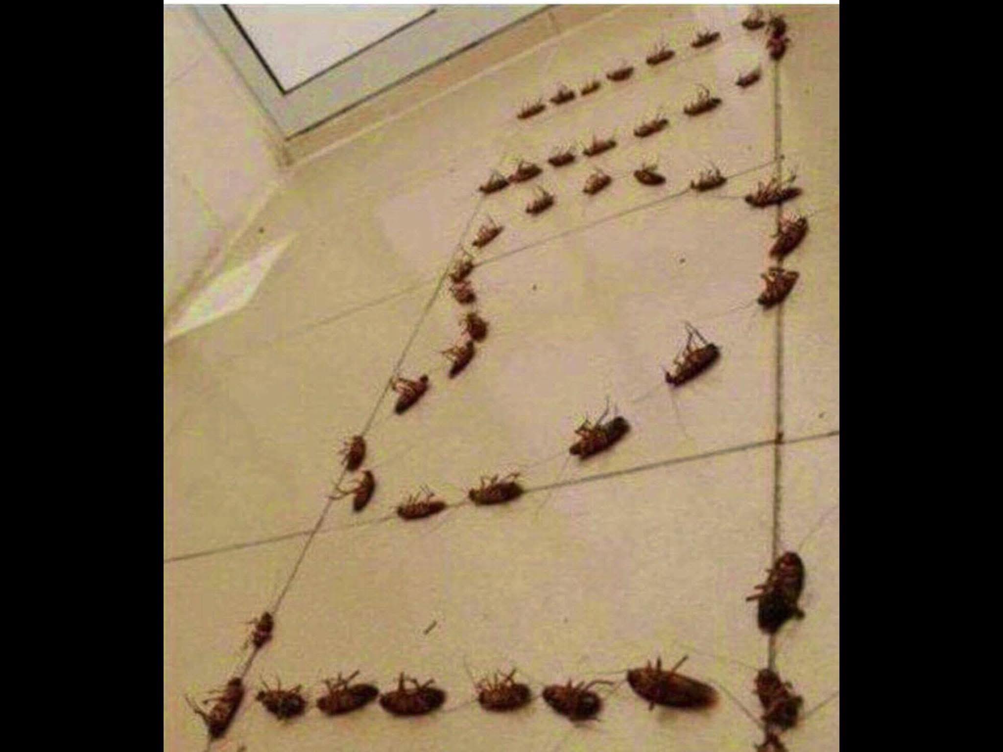When Your Valentine Is An Entomologist