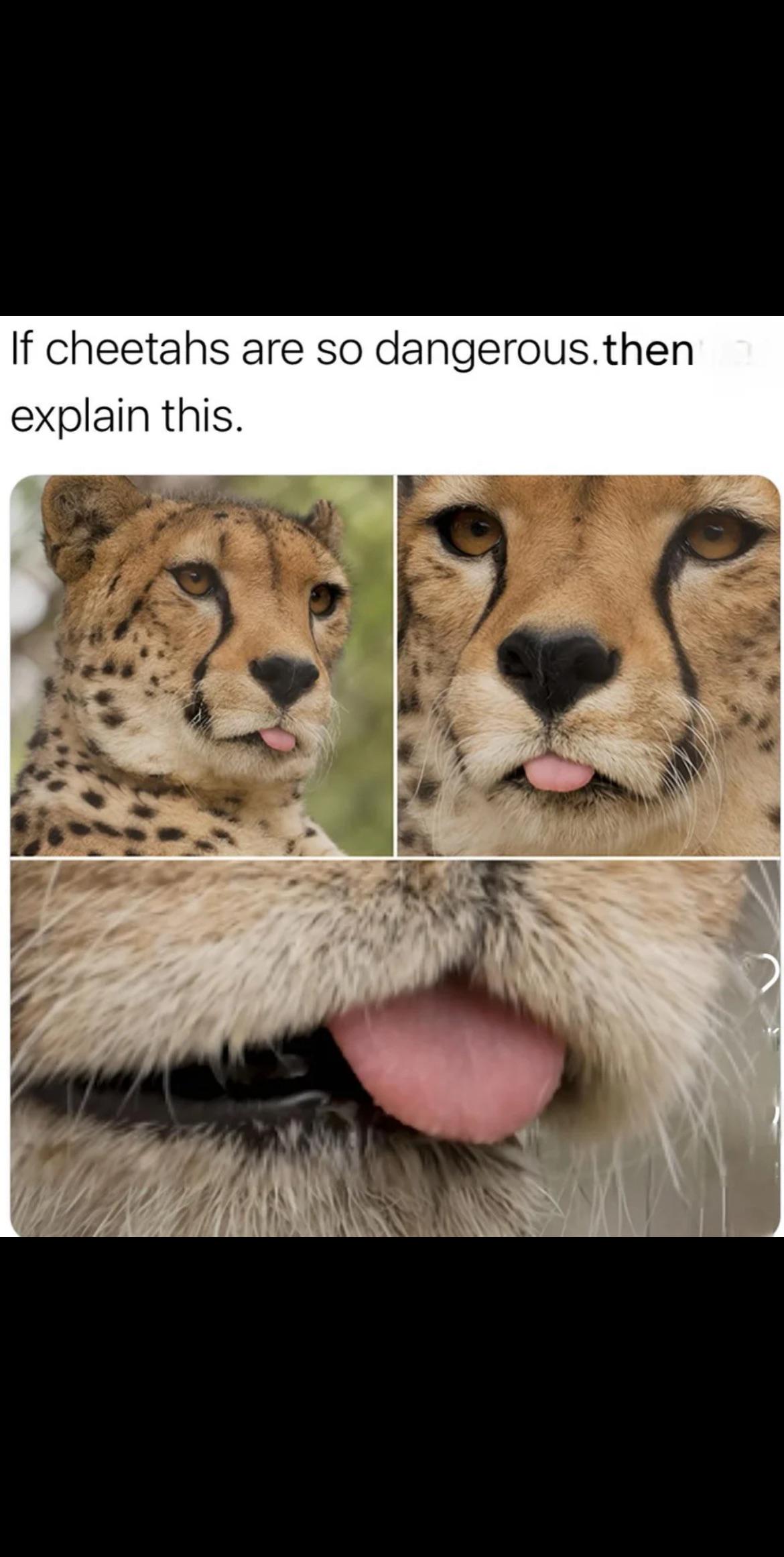 Nature's Deadliest Derp