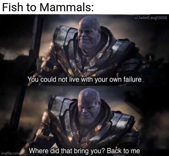 Convergent Evolution