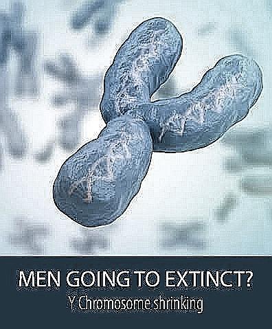 Y Chromosome's Incredible Shrinking Act