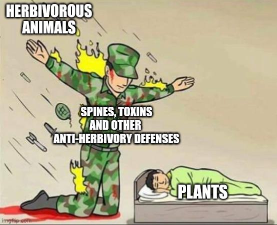 Plants And Herbivores