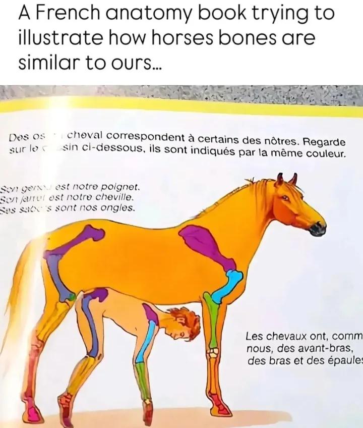 A French Anatomy Book Trying To Illustrate How Horses Bones Are Similar To Ours
